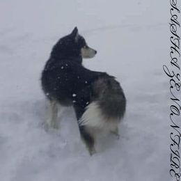 Siberian Husky Puppies from Xk siberians