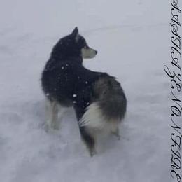 Siberian Husky Puppies from Xk siberians