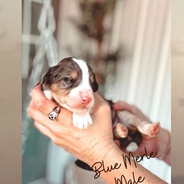Redeemed - Blue merle male Bernedoodle puppy in Jackson, Missouri from Pincksten Family Doodles