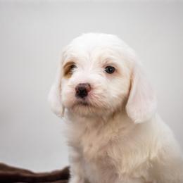 Strawberry Green boy - Parti male Goldendoodle puppy in Lafayette, Alabama from Sweethaven Kennels