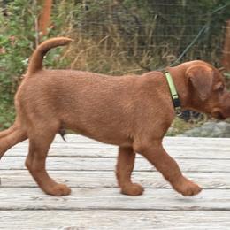 Green collar - Red male Irish Terrier puppy in Moyie Springs, Idaho from Avonlea Terriers