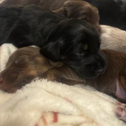 Dachshund Puppies from Doodle Bugs Doxies