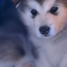 Phoebe - Silver and white female Alaskan Malamute puppy in Orinda, California from Jennifer Corr's Onak Alaskan Malamutes