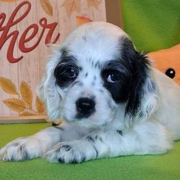 Eleanor - Black and white female Cocker Spaniel puppy in Crossville, Tennessee from Timber Sunrise Cockers