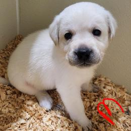 Sally - Yellow female Labrador Retriever puppy in Middleburg, Pennsylvania from Countrylanes labs