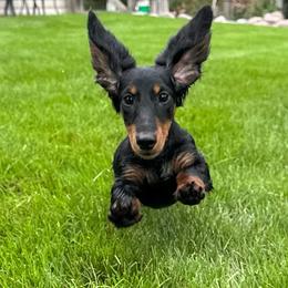 Booker - Blue and tan male Dachshund puppy in Hebron, Indiana from MCS Dachshunds