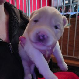 Boy 1 - White male Siberian Husky puppy in Porter Corners, New York from Twisted Gemstone Exotics