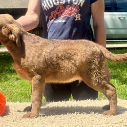 Orange male - Brown male Chesapeake Bay Retriever puppy in Houston, Texas from Monarch Chesapeakes