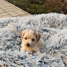 Tank - Apricot male Maltipoo puppy in Oklahoma City, Oklahoma from Red Okie Poos