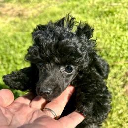 Black girl - Black female Poodle puppy in Rockvale, Tennessee from Cosmic Chinese Cresteds & Wind-Echo Poodles