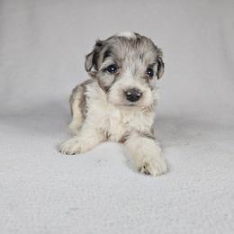 Aspen - Blue merle female Aussiedoodle puppy in Doerun, Georgia from Twig & Tail Puppies