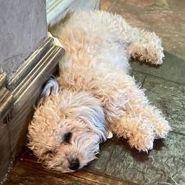 Sissy - Havanese