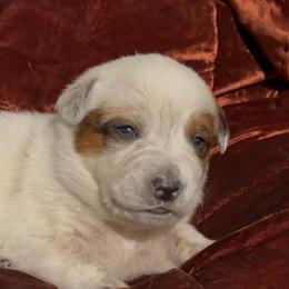 Chunky stout male with half mask - Red speckled male Australian Cattle Dog puppy in Scurry, Texas from RedHorizon AKC Australian Cattle Dogs (Heelers)