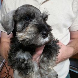 Duck - Salt and pepper male Miniature Schnauzer puppy in Piedmont, Oklahoma from J&K's Miniature Schnauzers