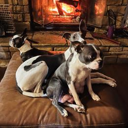 Stephanie - Boston Terrier