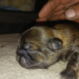 Shih Tzu Puppies from Peterson Shih Tzus