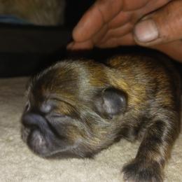 Shih Tzu Puppies from Peterson Shih Tzus