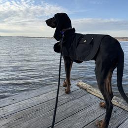 Black and Tan Coonhound All Grown Up from Tinkers hounds