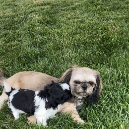 Shih Tzu Puppies from Wachowicz Shihtzu