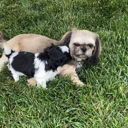 Shih Tzu Puppies from Wachowicz Shihtzu