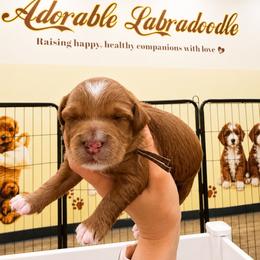 Light Green - Red female Australian Labradoodle puppy in Antelope, California from Adorable Labradoodle