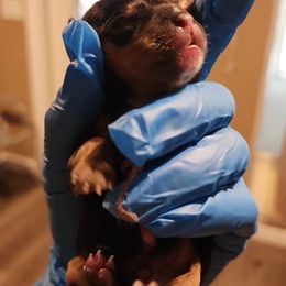 Yorkshire Terrier Puppies from Jazmin Petruchik
