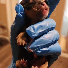 Yorkshire Terrier Puppies from Jazmin Petruchik