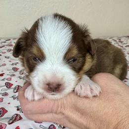 Nutmeg - Red tri-color female Miniature American Shepherd puppy in Tonasket, Washington from V5 Aussies