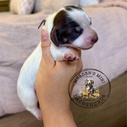 Purple Collar - Piebald female Dachshund puppy in Beaver, Pennsylvania from Meaden’s Mini Dachshunds