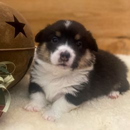 Pembroke Welsh Corgi Puppies from Boekel Farms Corgis
