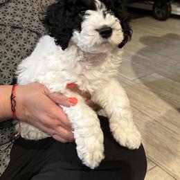 Pongo - Black and white male Cockapoo puppy in Miami, Florida from Peshos Cockapoos
