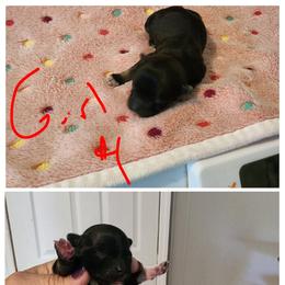 Girl 4 - Black and tan brindle female Havanese puppy in Bourbon, Missouri from Bouncy Bubbly Havanese