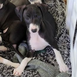 Boy 2 - Seal male Italian Greyhound puppy in Phoenix, Arizona from Micci Italian Greyhounds