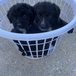 Goldendoodle Puppies from Tillie’s House of Doodles