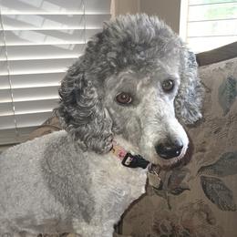 Dottie - Poodle