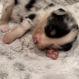 Miniature Australian Shepherd Puppies from Elsa’s lil Wiggle Butts