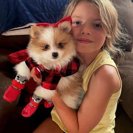 Dolly - Pomeranian