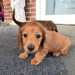 Moochie 2200 - Dapple female Dachshund puppy in Bristol, Tennessee from It's Mini Wieners Baby