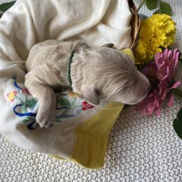 Wells- Green - Apricot male Goldendoodle puppy in Carlton, Minnesota from Lakeside Doodles MN