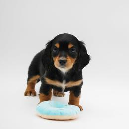 AKC Lilly - Black and tan female Dachshund puppy in Billings, Missouri from Bundles of Joy