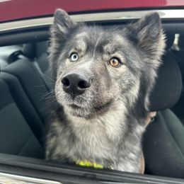 Nymeriah - Siberian Husky