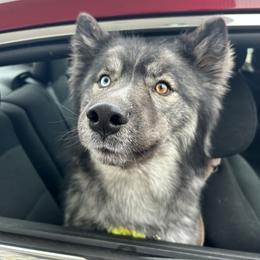 Nymeriah - Siberian Husky