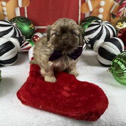 Aston Martin - Liver male Shih Tzu puppy in Columbia, Kentucky from Lisa Bandy Shih Tzu