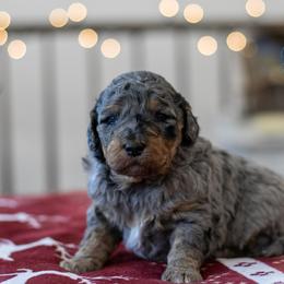 Frodo - Family Raised - Blue merle male Bernedoodle puppy in Eureka, Illinois from Joley Aire Family Dogs