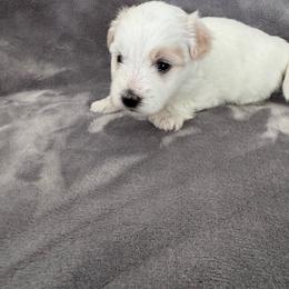 Boscoe - White male Coton de Tulear puppy in Timber, Oregon from Sterling’s Sweet Cotons
