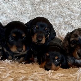 Dachshunds from Mueller’s Mini Dachshunds