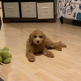 Bernedoodle, Goldendoodle, and Poodle Puppies from Gentle Paw Goldendoodles