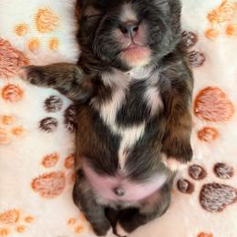 Prince Charming - Brindle and white male Shih Tzu puppy in Soddy Daisy, Tennessee from TN Mtn Magic Precious Shih Tzu’s 4 You!