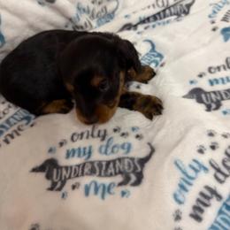 Male 1 - Black and tan male Dachshund puppy in Winton, North Carolina from Parker’s all American Doxies