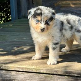 Leo Seebold - Blue merle male Australian Shepherd puppy in Statesville, North Carolina from Charming Australian Shepherds